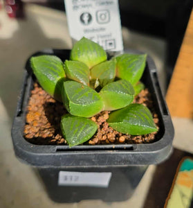 Haworthia sp. Hybrid 04