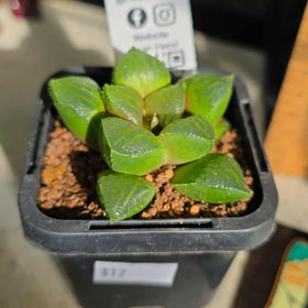 Haworthia sp. Hybrid 04