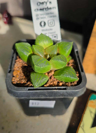 Haworthia sp. Hybrid 04