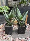 Aloe excelsa