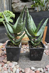 Aloe excelsa