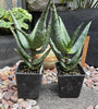 Aloe excelsa