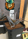 Aloe castilloniae hybrid