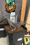 Aloe castilloniae hybrid