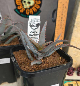 Aloe castilloniae hybrid