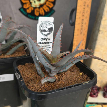 Aloe castilloniae hybrid