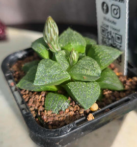 Haworthia sp. Hybrid 07