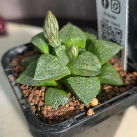 Haworthia sp. Hybrid 07