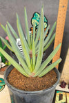 Aloe plicatillis  aka kumara disticha