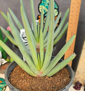 Aloe plicatillis  aka kumara disticha