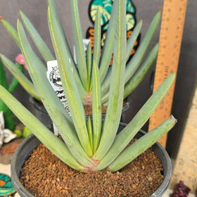 Aloe plicatillis  aka kumara disticha