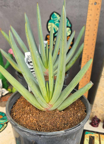 Aloe plicatillis  aka kumara disticha