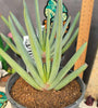 Aloe plicatillis  aka kumara disticha