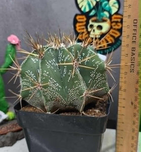 Astrophytum ornartum