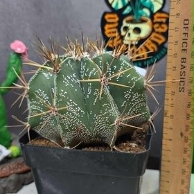 Astrophytum ornartum
