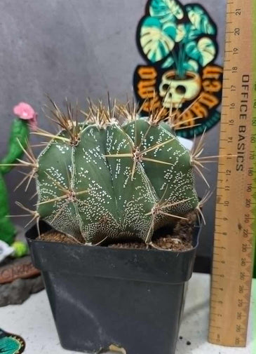Astrophytum ornartum