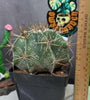 Astrophytum ornartum