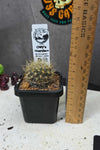 Neoporteria sp