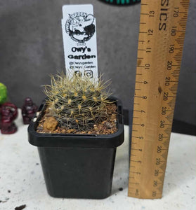 Neoporteria sp
