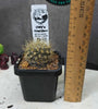 Neoporteria sp