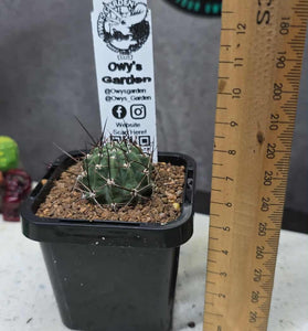 Lobivia pugionacantha v. albertii