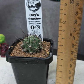 Lobivia pugionacantha v. albertii