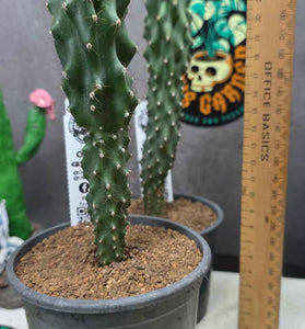 Cereus sp F.monstrosa