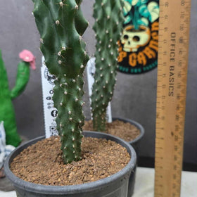 Cereus sp F.monstrosa