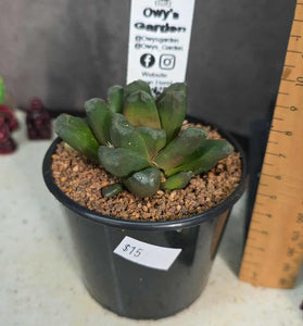 Haworthia manghanii Hybrid