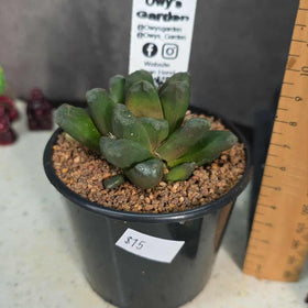 Haworthia manghanii Hybrid
