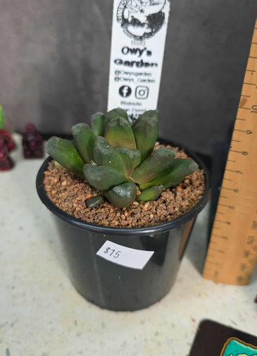 Haworthia manghanii Hybrid