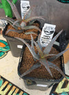 Aloe castilloniae hybrid