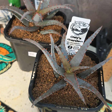 Aloe castilloniae hybrid