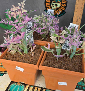 Senecio articulartis variegata