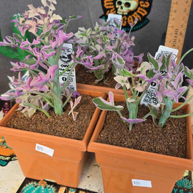 Senecio articulartis variegata