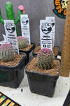 Echinocereus rigidissimus  v. rubrispina 63mm pots
