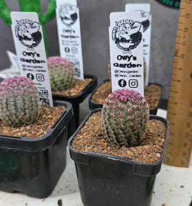 Echinocereus rigidissimus  v. rubrispina 63mm pots