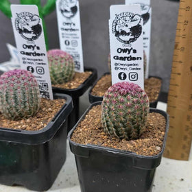Echinocereus rigidissimus  v. rubrispina 63mm pots