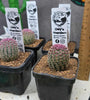 Echinocereus rigidissimus  v. rubrispina 63mm pots