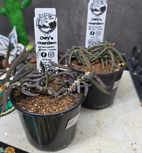 Euphorbia cylindrifolia