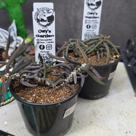 Euphorbia cylindrifolia