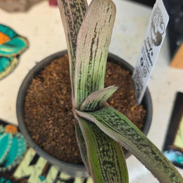 Gasteria ‘Lil Warty’