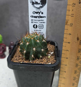 Lobivia hertrichiana