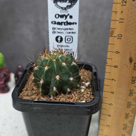 Lobivia hertrichiana