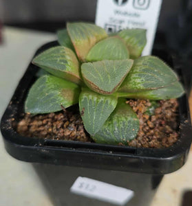 Haworthia sp. Hybrid 06