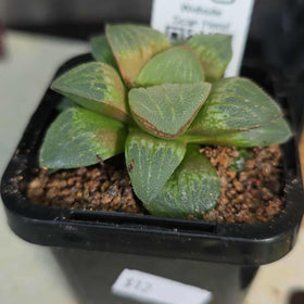 Haworthia sp. Hybrid 06