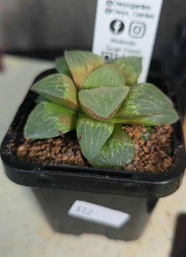 Haworthia sp. Hybrid 06