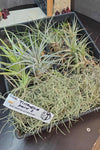 Tillandsia Mixed Species Starter Pack 02