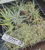Tillandsia Mixed Species Starter Pack 02