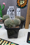 Rebutia feibrigii